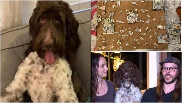 Soluția dincolo de orice imaginație găsită de stăpânul unui câine, după ce animalul i-a mâncat 4.000 de dolari de pe masă