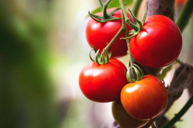 Tomato Price Rises to Rs 80 Per Kg in Delhi Due to Supply Disruption