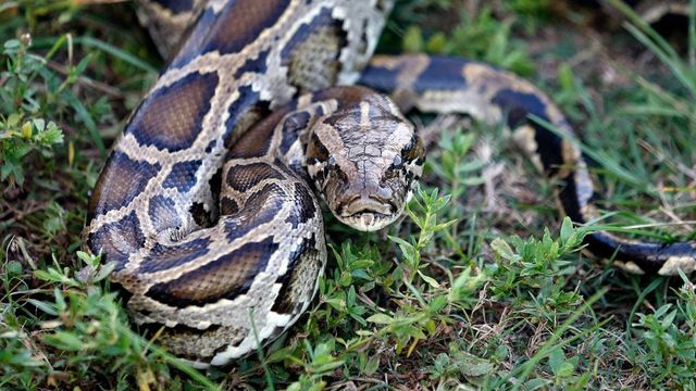 Missing Indonesian woman found dead inside python after three days