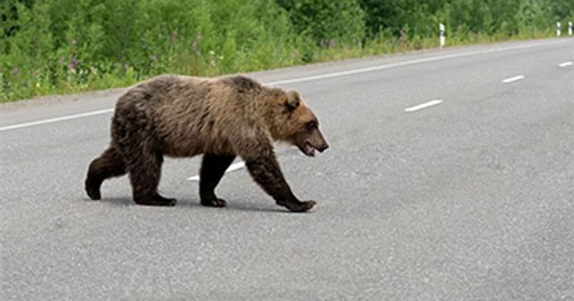 Motociclist străin mușcat de urs pe Transfăgărășan