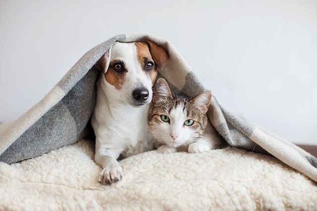 Coronavirusul se poate transmite de la oameni la câini și pisici - studiu italian