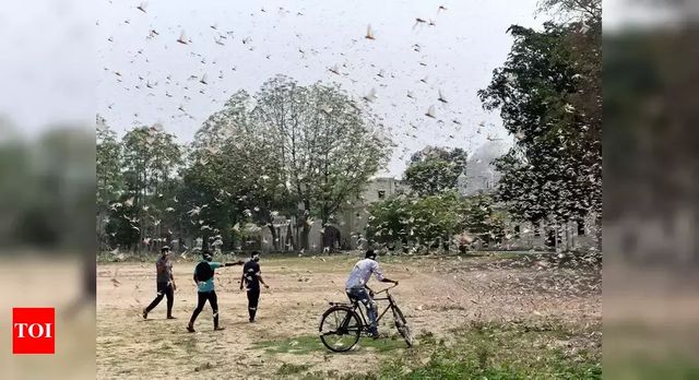 FAO issues locust alert for India