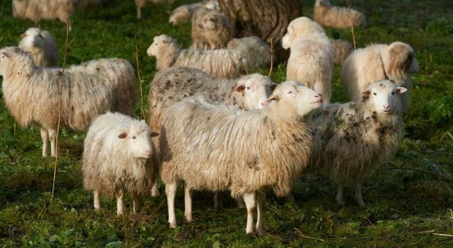 Pecore senza erba divorano oltre 100 chili di marijuana in serra