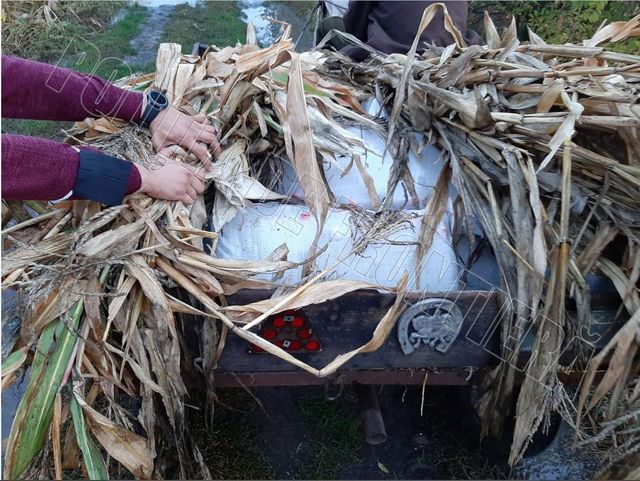 Un căruțaș din Briceni, reținut în timp ce transporta ilegal 200 de butelii cu alcool ascunse în porumb