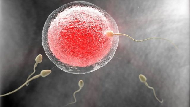 Crean por primera vez óvulos humanos fecundables a partir de células de la piel