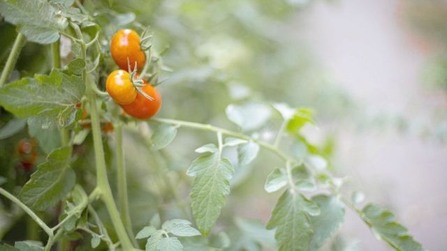 Perioada de valorificare a tomatelor, prelungită cu 15 zile | Noul termen limită pentru depunerea documentelor