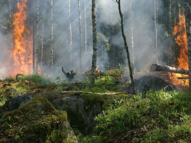 Голям пожар гори на втория ръкав на Халкидики - Ситония