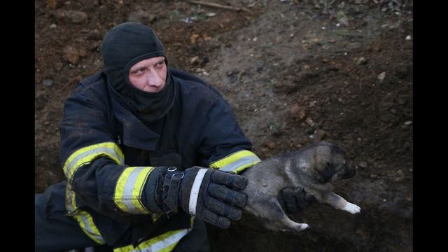 Șapte căței blocați într-o vizuină subterană, salvați de pompieri