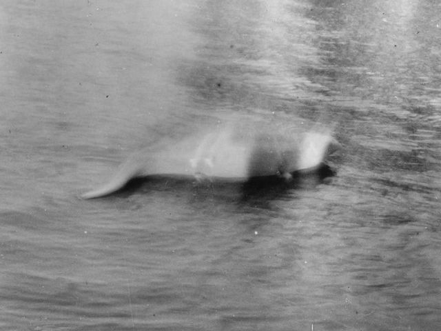 Sta per cominciare la più grande caccia al mostro di Loch Ness degli ultimi 50 anni
