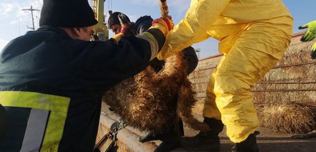 Operațiunea de salvare a oilor de pe nava răsturnată va continua