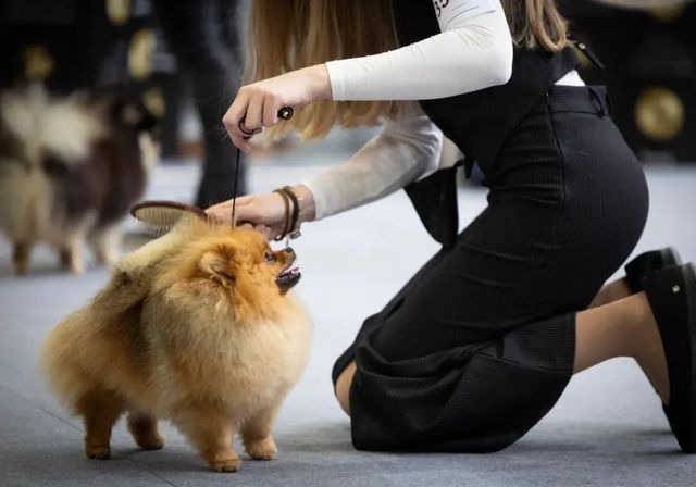 Los actuales dueños de perros quedan eximidos del curso de formación que manda la ley