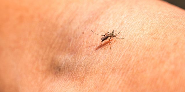 Szúnyoggyérítés lesz a héten több megyében