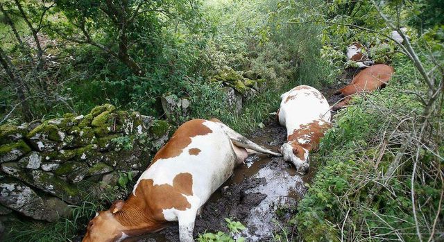Un rayo mata a 27 vacas de una explotación ganadera de Pontevedra