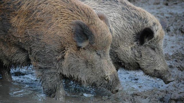 Un bărbat de 36 de ani a fost reținut după ce a intrat cu mașina într-o turmă de porci mistreți