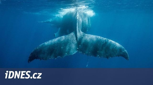 Japonský vysokorychlostní trajekt se srazil s velrybou, zranilo se 87 lidí