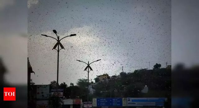 Aviation regulator says locusts a threat to flight ops, issues guidelines