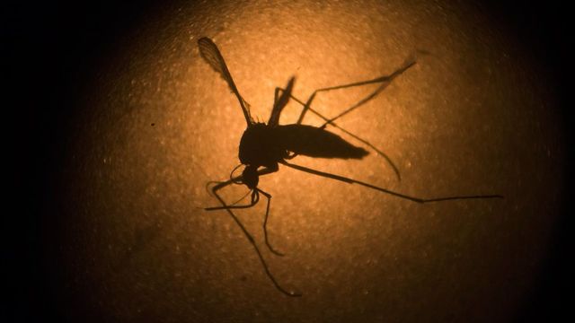 Malaria Cases And Deaths Drop Down in India Significantly