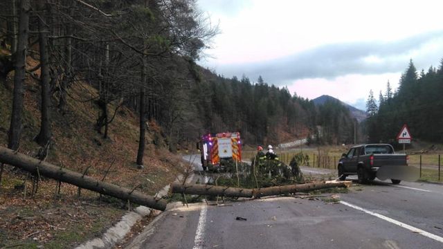 Un copac a căzut peste o mașină aflată în mers, în Bistrița-Năsăud. Trei copii, duși la spital