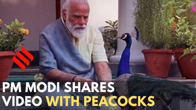 Save your life because PM busy with peacocks: Rahul Gandhi attacks PM Modi on Covid-19 handling