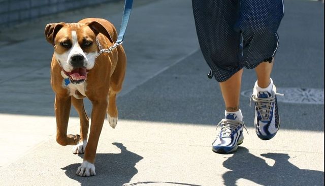 Proprietarii de câini sunt obligați să își plimbe patrupedele de două ori pe zi, în Germania este lege