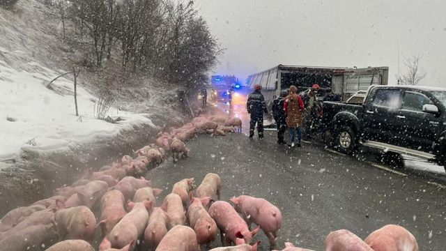 Camion cu 600 de porci, răsturnat în județul Bistrița-Năsăud