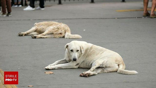 Copil mușcat de câini pe o stradă din Medgidia