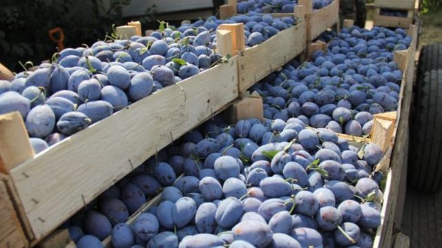 Fermierii au reușit să exporte, pe parcursul lunii iulie, peste trei mii 400 sute tone de prune timpurii moldovenești