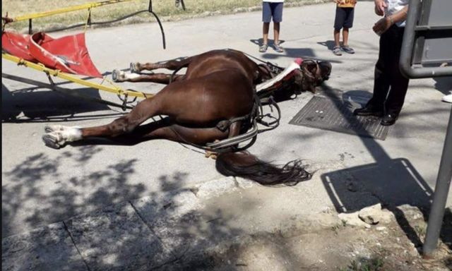 Cavallo muore di caldo mentre trasporta dei turisti nella Reggia di Caserta