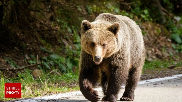 Șeful unui ocol silvic din Argeș, rănit grav de un urs
