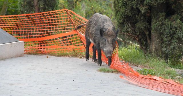 Investe un cinghiale sulla strada, 21enne muore in un incidente d’auto a Cremona