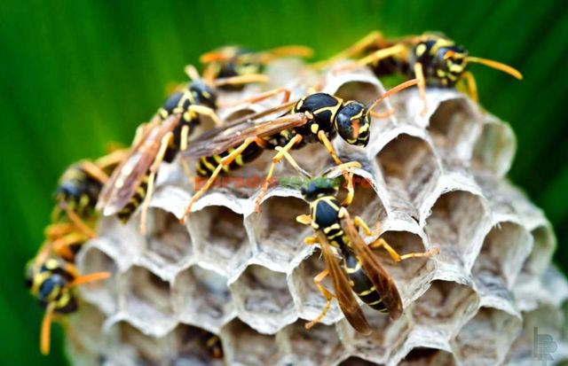 Un pădurar de 47 de ani din Vaslui a murit după ce a fost înțepat de viespi