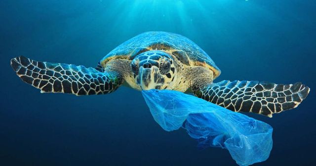 Áder: 2050-re több műanyag lehet a tengerekben, mint hal