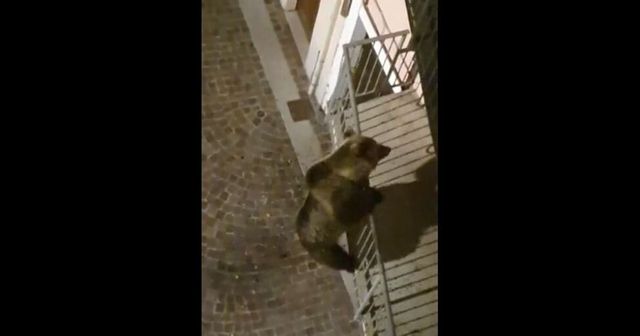 Un orso sale su un balcone in Trentino
