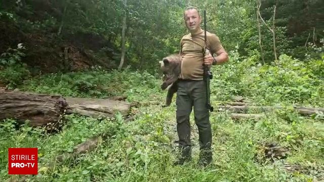 Primul pui al ursoaicei împușcate pe Transfăgărășan, găsit. Animalul a omorât un motociclist italian