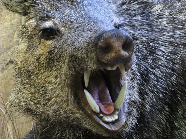 Peste suina, indagati allevatore e veterinario nel Pavese
