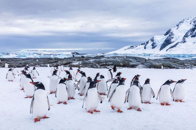Britská organizace hledá sčítače tučňáků v Antarktidě