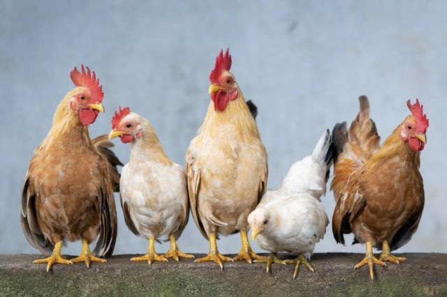 Cinci focare de gripă aviară, raportate pe teritoriul Republicii Moldova, în decurs de o săptămână