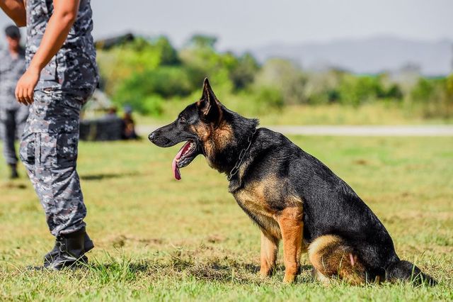 Câinii din armata germană, antrenați să depisteze persoane infectate cu Covid-19