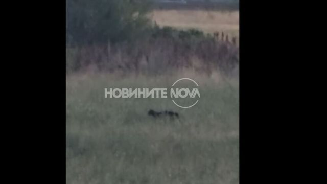Не са открити следи от голяма черна котка в района на село Крайници, община Дупница, съобщиха от полицията