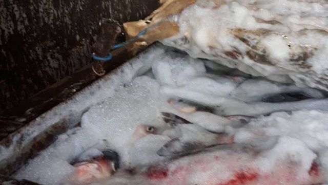 Două tone de pește fără acte de proveniență și transportate în condiții însalubre, urmau să ajungă la Piața Centrală din capitală