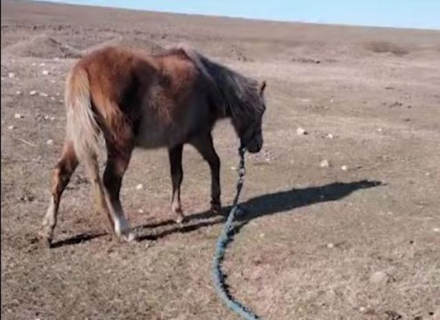 ​Caii abandonați lângă lacul Zarguzon, din Techirghiol, duși într-un adăpost din județul Constanța