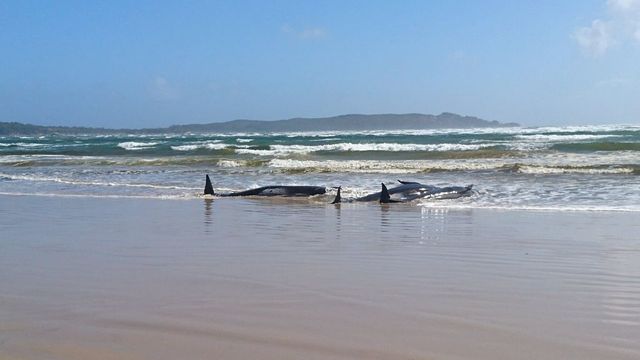 Spiaggiate 270 balene in Australia, 90 morte e si corre per salvarne 180