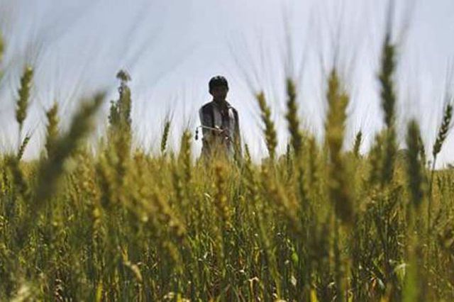 Farmers to get MSP based on Swaminathan report