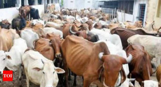 Cabinet okays setting up of cow commission