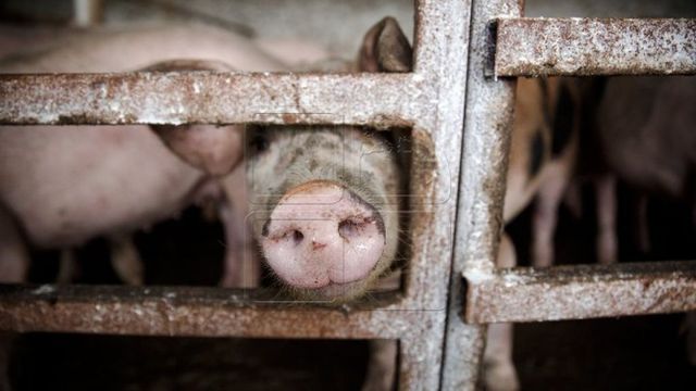 Животноводы, забившие свиней из-за африканской чумы, получат компенсации