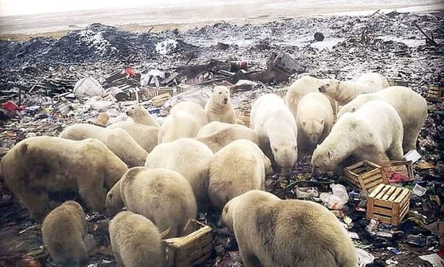 Mai multe orașe din Rusia au fost invadate de urși polari