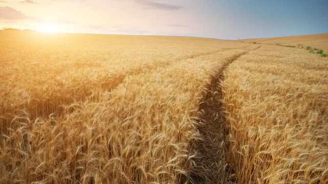 Полша удължава забраната за внос на украинско зърно след 15-ти септември