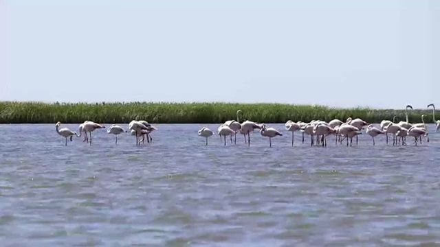 Păsările flamingo, din nou în Delta Dunării