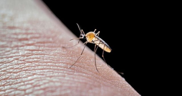 Un pacient infectat cu virusul West Nile a murit la Suceava