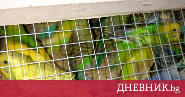Нелегален внос на 245 декоративни птици е спрян на Дунав мост 2